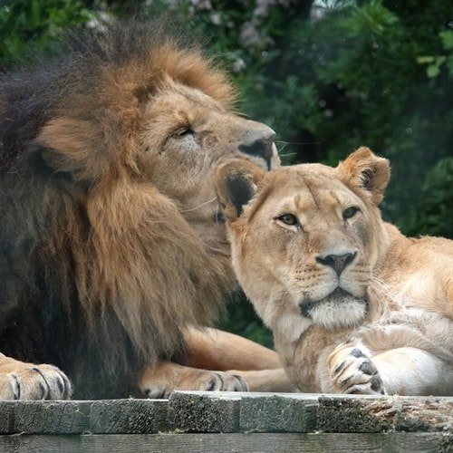 Löwenpaar im Tiergarten